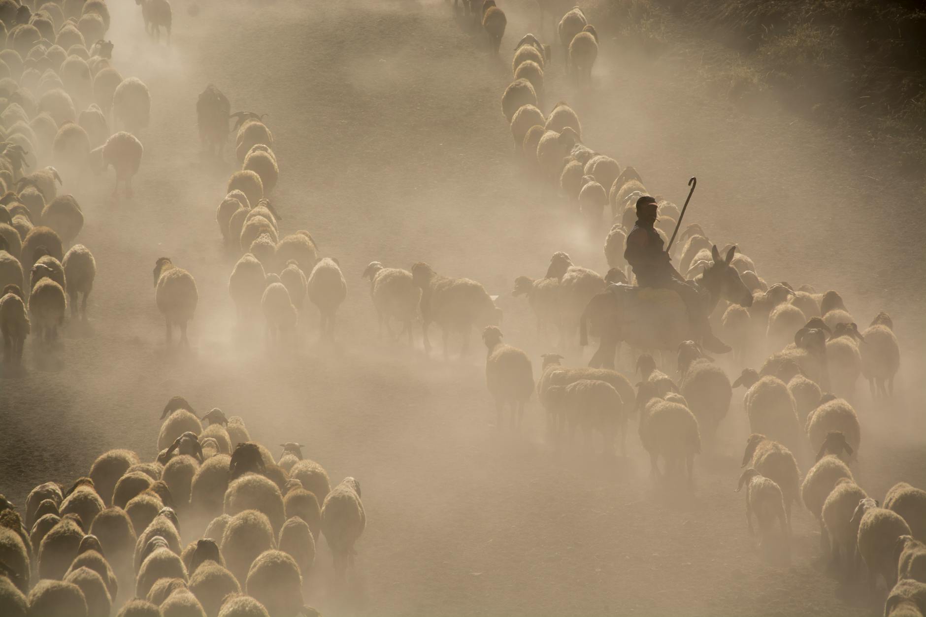 photo of herd of sheep