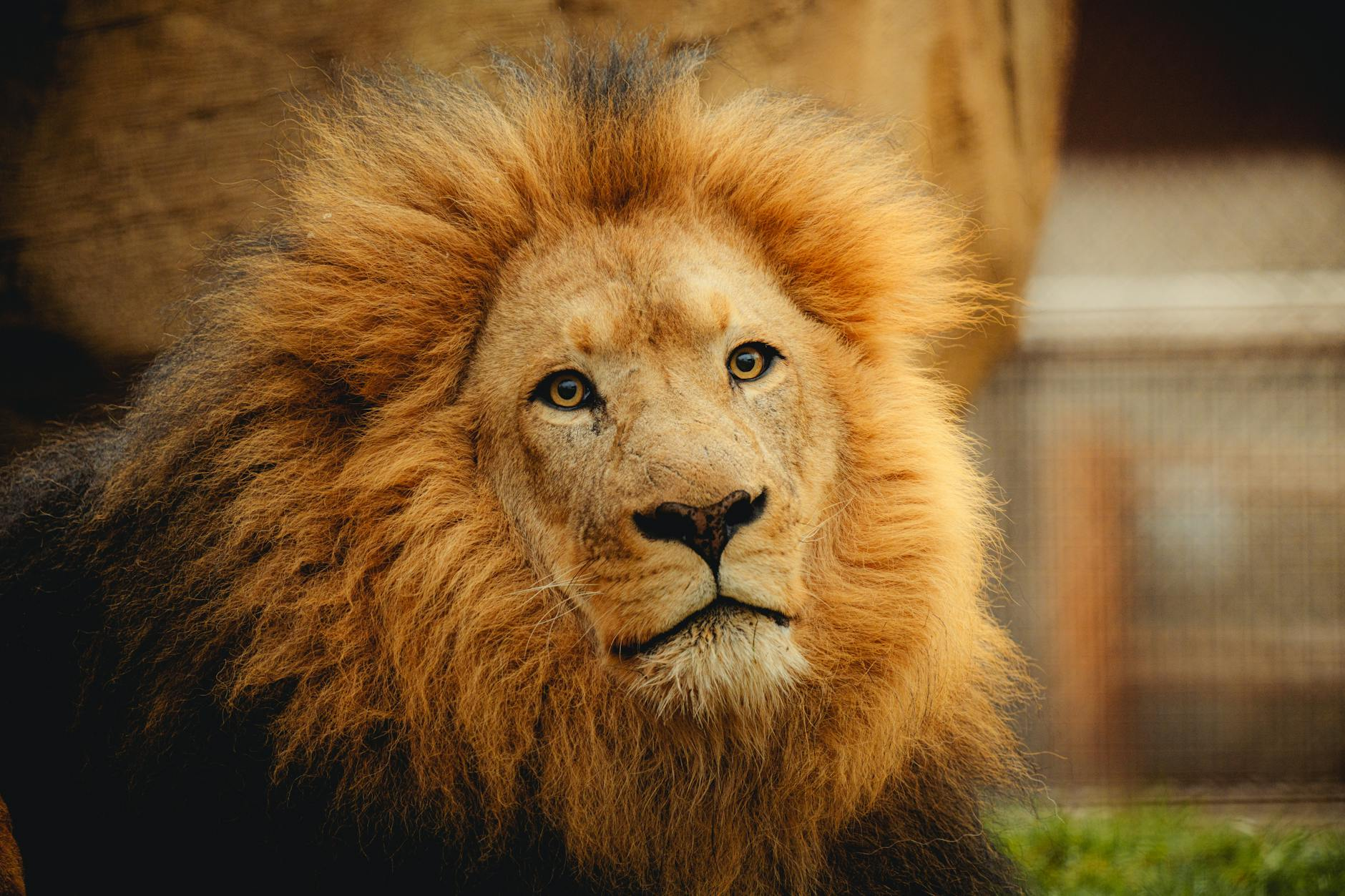 majestic lion in natural habitat close up